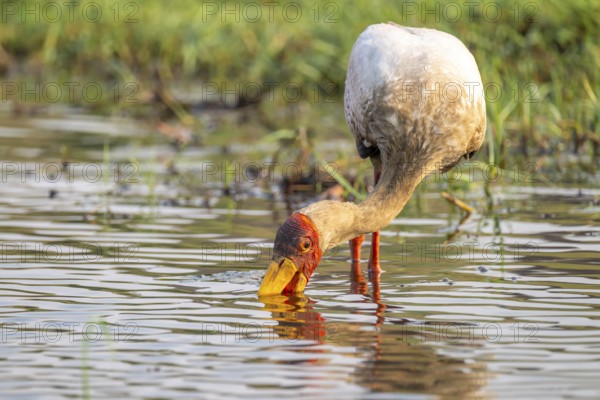 Glutton (Mycteria ibis) in the water foraging on the Chobe River, Ihaha, Chobe National Park, Botswana
