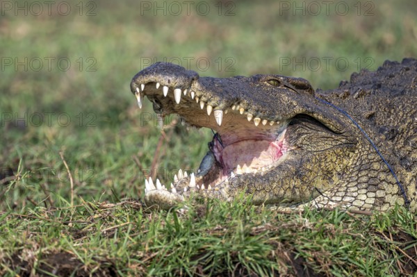 Open mouth, head and teeth, Nile crocodile (Crocodylus niloticus), Ihaha, Chobe National Park, Botswana