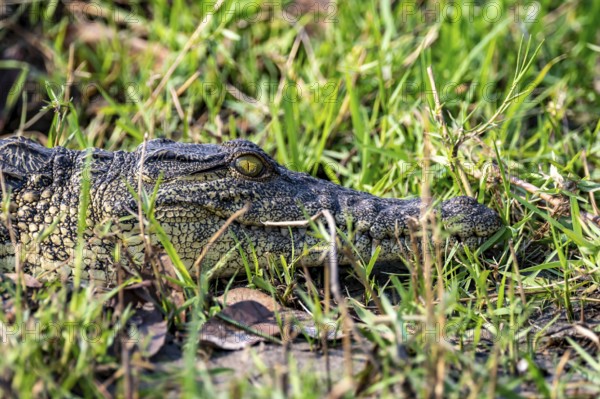 Nile crocodile (Crocodylus niloticus), Ihaha, Chobe National Park, Botswana