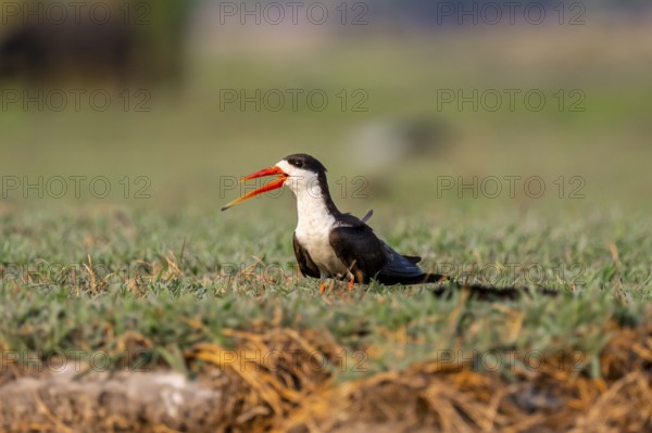 African Skimmer (Rynchops flavirostris), African Skimmer sitting on the bank, Ihaha, Chobe National Park, Botswana