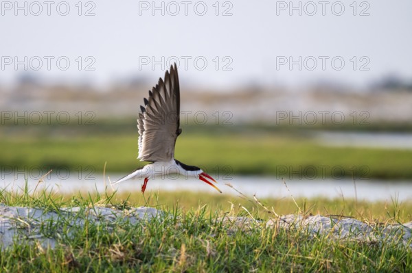African Skimmer (Rynchops flavirostris), African Skimmer in flight, Ihaha, Chobe National Park, Botswana