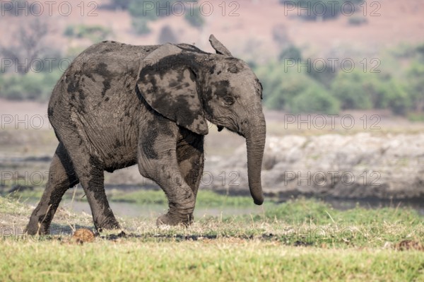 African elephant (Loxodonta africana), young animal, Ihaha, Chobe National Park, Botswana