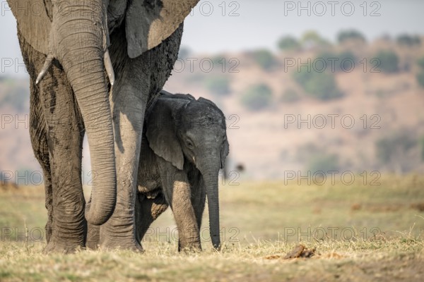 African elephant (Loxodonta africana), mother with young, Ihaha, Chobe National Park, Botswana