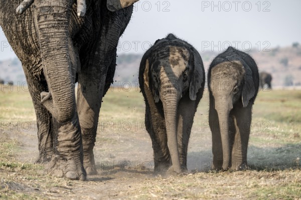 African elephant (Loxodonta africana), herd with two young, Ihaha, Chobe National Park, Botswana