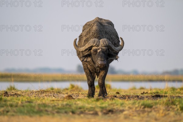 Single Cape buffalo (Syncerus caffer caffer) grazing, Ihaha, Chobe National Park, Botswana