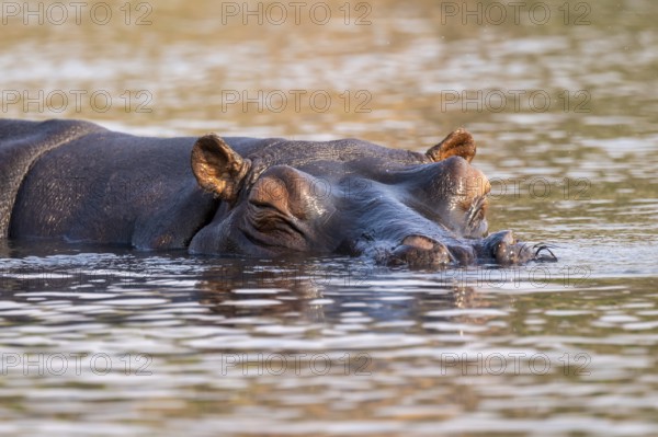 Hippopotamus (Hippopatamus amphibius) sleeping in the water, Chobe River, Ihaha, Chobe National Park, Botswana