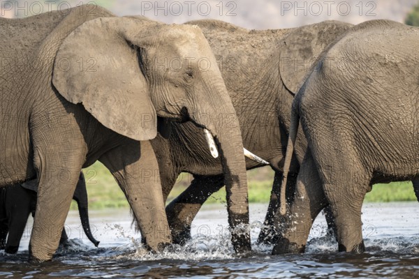 Herd of animals with young, African elephant (Loxodonta africana) drinking at the Chobe River, Ihaha, Chobe National Park, Botswana, Africa