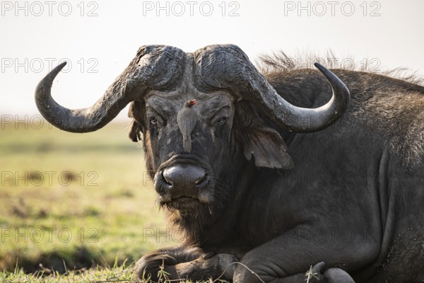 Epic animal portrait, Cape buffalo (Syncerus caffer caffer) with yellow-billed oxpecker (Buphagus africanus), Ihaha, Chobe National Park, Botswana