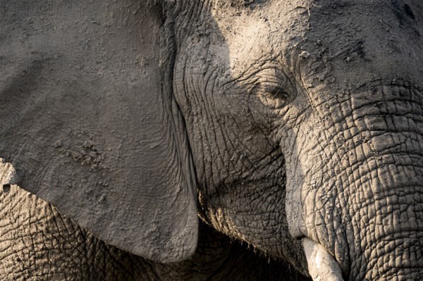Detail, Animal portrait, African elephant (Loxodonta africana), Ihaha, Chobe National Park, Botswana, Africa