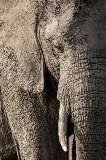 Detail, Animal portrait, African elephant (Loxodonta africana), Ihaha, Chobe National Park, Botswana, Africa