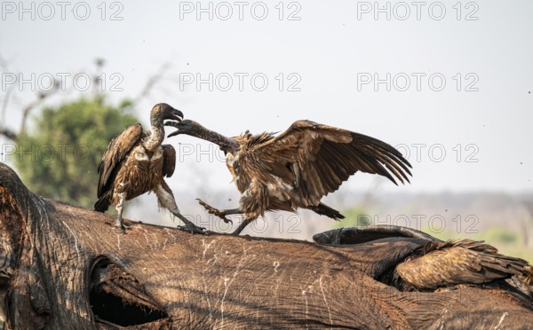 White-backed vultures (Gyps africanus) fighting over carrion, vultures feeding on the carcass of an elephant, Ihaha, Chobe National Park, Botswana