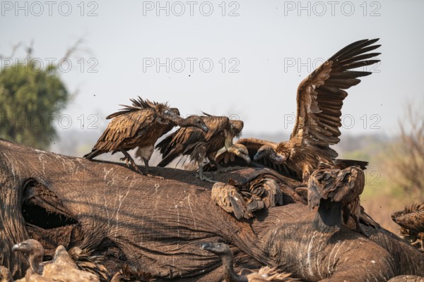 Many white-backed vultures (Gyps africanus), vultures feeding on the carcass of an elephant, macabre scavengers, Ihaha, Chobe National Park, Botswana
