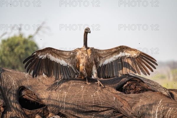 White-backed vulture (Gyps africanus), vulture feeding on the carcass of an elephant, Ihaha, Chobe National Park, Botswana