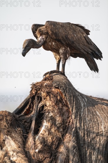 White-backed vulture (Gyps africanus), vulture feeding on the carcass of an elephant, Ihaha, Chobe National Park, Botswana