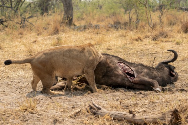 Funny, Kill, Lion (Panthera Leo) eats buffalo, Xakanaxa, Moremi Game Reserve, Botswana