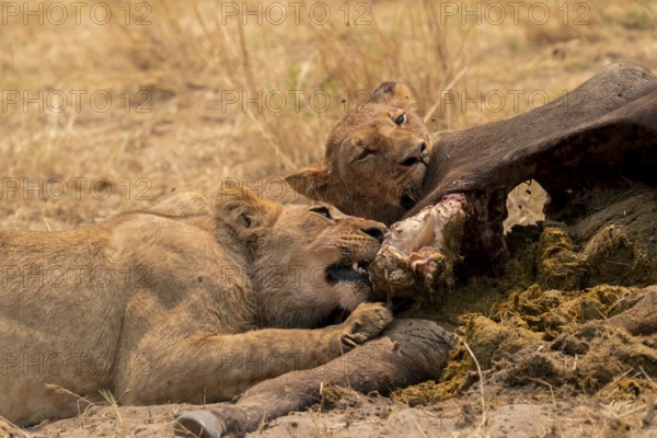 Kill, lion (Panthera leo) eating buffalo Xakanaxa, Moremi Game Reserve, Botswana