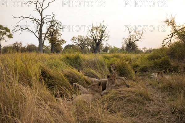 Lion pride (Panthera leo) lying in the grass, Xakanaxa, Moremi Game Reserve, Botswana