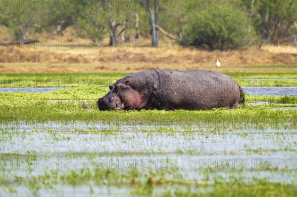 Hippopotamus (Hippopatamus amphibius) hiding in the swamp, Xakanaxa, Okavango Delta, Moremi Game Reserve, Botswana