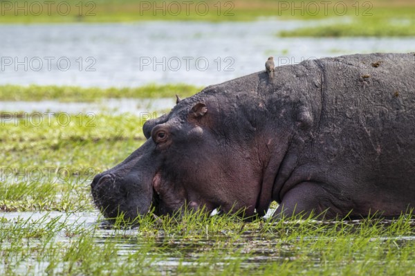 Greater hippopotamus (Hippopatamus amphibius), Xakanaxa, Okavango Delta, Moremi Game Reserve, Botswana