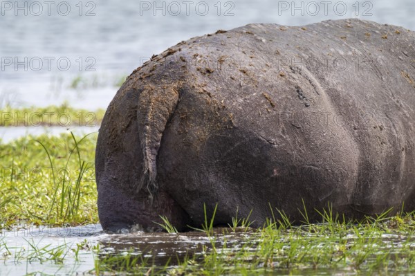 Funny, bum, bum of a hippopotamus (Hippopatamus amphibius), Xakanaxa, Okavango Delta, Moremi Game Reserve, Botswana