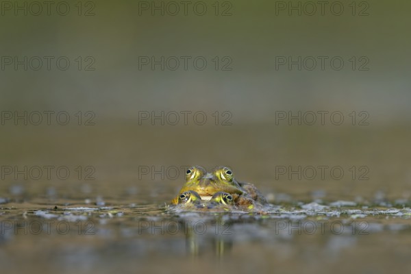 Water frogs (Pelophylax cl. esculentus) during mating, spawning season, Germany