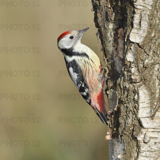 Middle spotted woodpecker (Dendrocopos medius), foraging on the trunk of a common birch (Betula pendula), wildlife, woodpeckers, nature photography, autumn, Wilnsdorf, North Rhine-Westphalia, Germany