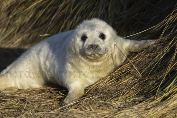 Grey seal (Halichoerus grypus) juvenile baby pup animal resting on a sand dune by a beach in winter, England, United Kingdom
