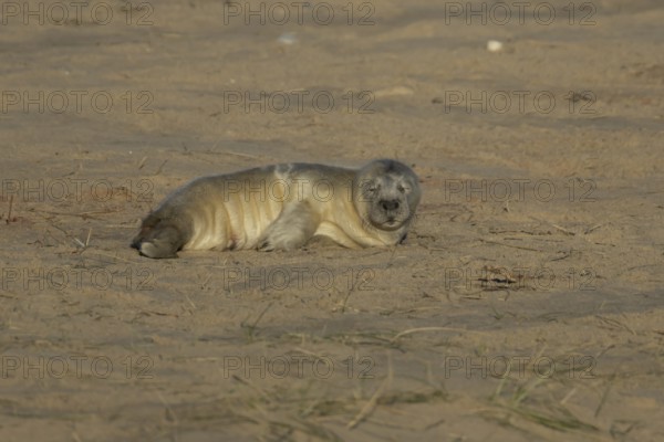 Grey seal (Halichoerus grypus) juvenile baby pup animal sleeping on a sandy beach in winter, England, United Kingdom