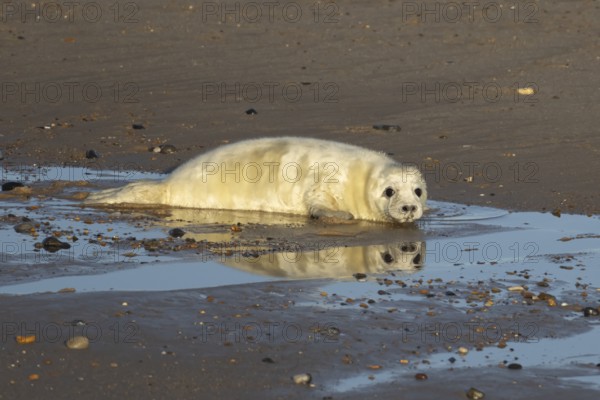 Grey seal (Halichoerus grypus) juvenile baby pup animal with its reflection in water on a beach in winter, England, United Kingdom