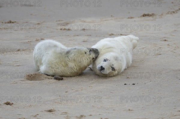 Grey seal (Halichoerus grypus) two juvenile baby pup animals on the sand of a beach in winter, England, United Kingdom