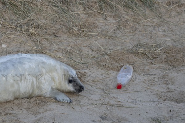 Grey seal (Halichoerus grypus) juvenile baby pup animal resting on a sand dune on a beach in winter next to a plastic bottle left as litter or rubbish which could be an environmental issue or hazard, England, United Kingdom