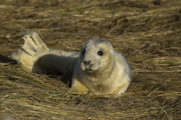Grey seal (Halichoerus grypus) juvenile baby pup animal resting on a sand dune by a beach in winter, England, United Kingdom
