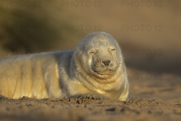 Grey seal (Halichoerus grypus) juvenile baby pup animal sleeping on a sand dune on a beach in winter, England, United Kingdom