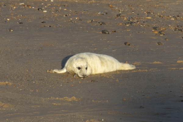 Grey seal (Halichoerus grypus) juvenile baby pup animal resting on a sandy beach in winter, England, United Kingdom