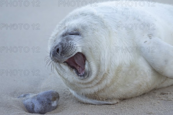 Grey seal (Halichoerus grypus) sleepy juvenile baby pup animal yawning on a sandy beach in winter, England, United Kingdom