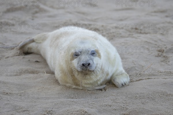 Grey seal (Halichoerus grypus) juvenile baby pup animal sleeping on a sandy beach in winter, England, United Kingdom