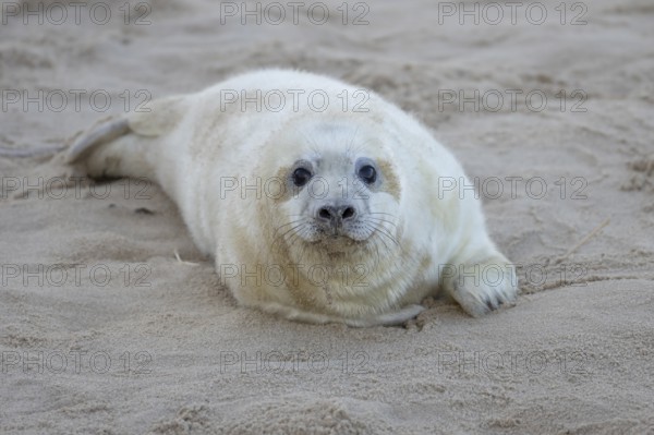 Grey seal (Halichoerus grypus) juvenile baby pup animal resting on a sandy beach in winter, England, United Kingdom