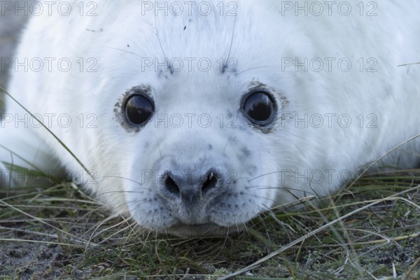 Grey seal (Halichoerus grypus) juvenile baby pup animal head portrait in winter, England, United Kingdom