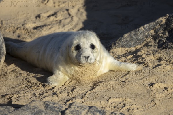 Grey seal (Halichoerus grypus) juvenile baby pup animal on a sandy beach in winter, England, United Kingdom