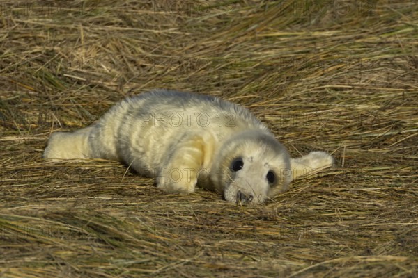 Grey seal (Halichoerus grypus) juvenile baby pup animal resting in a sand dune by a beach in winter, England, United Kingdom