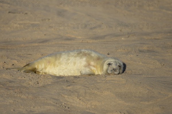 Grey seal (Halichoerus grypus) juvenile baby pup animal sleeping on a sandy beach in winter, England, United Kingdom
