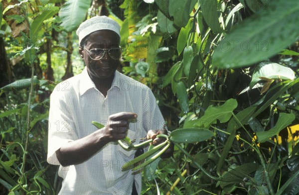 Tour guide of a spice tour, spice tour, explains different uses of plants, Zanzibar, Tanzania, June 2000, vintage, retro, old, historical