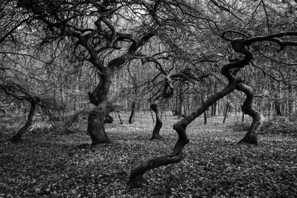 Süntelbuchen (Fagus sylvatica), cripple beeches, Hexenwald, Semper Forest Park, black and white photo, near Lietzow, Rügen, Mecklenburg-Western Pomerania, Germany