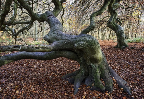 Süntelbuchen (Fagus sylvatica), cripple beeches, Hexenwald, Semper Forest Park, near Lietzow, Rügen, Mecklenburg-Western Pomerania, Germany