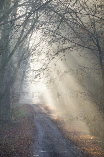 Foggy forest trail, soft sunbeams, coolly lit, flooded with light, forest, hilly path, path, fascinating rays of light, fascination, peaceful, mood, glow, morning haze, morning sun, early fog, autumn leaves, light spots, lighting mood, sunlight, morning, haze, nature, atmospheric, mystical, magical, mysterious, beauty, bright, dreamlike, walk, fresh, clouds of fog, natural phenomenon, magical, dream landscape, Lüneburg district, Lower Saxony, Germany