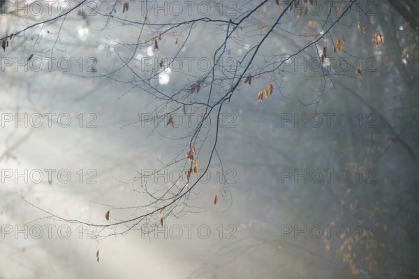 Autumn branches with wilted, brown-colored leaves in foggy forest, soft sunbeams, coolly lit, flooded with light, forest, fascinating rays of light, fascination, peaceful, mood, morning haze, morning sun, early fog, deciduous forest, leaves, autumn leaves, lighting mood, sunlight, morning, haze, natural forest, atmospheric, mystical, enchanting, early morning, mysterious, beauty, fog Schwaden, natural phenomenon, magical, dream landscape, Lüneburg district, Lower Saxony, Germany