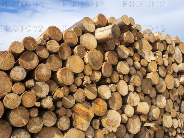 Sawn spruce logs, bark beetle wood, Germany