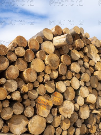 Sawn spruce logs, bark beetle wood, Germany