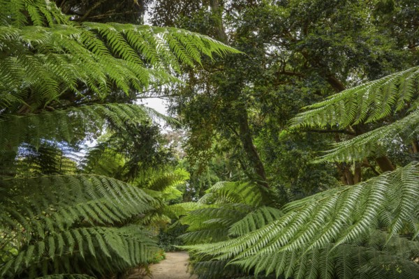 Tree Ferns, National Botanic Gardens, Kilmacurragh, Dunganstown, County Wicklow, Ireland