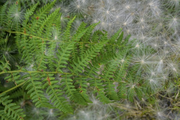 Fern and white fluffy seeds, Killary fjord viewpoint, Bundorragha, County Mayo, Ireland
